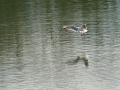 Gaviota Patiamarilla