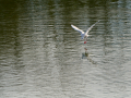 Gaviota Patiamarilla