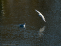 Gaviota reidora - Chroicocephalus ridibundus - Gavina vulgar