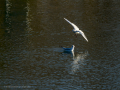 Gaviota reidora - Chroicocephalus ridibundus - Gavina vulgar