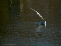 Gaviota reidora - Chroicocephalus ridibundus - Gavina vulgar