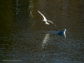 Gaviota reidora - Chroicocephalus ridibundus - Gavina vulgar