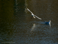 Gaviota reidora - Chroicocephalus ridibundus - Gavina vulgar