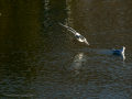 Gaviota reidora - Chroicocephalus ridibundus - Gavina vulgar