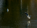 Gaviota reidora - Chroicocephalus ridibundus - Gavina vulgar
