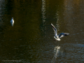 Gaviota reidora - Chroicocephalus ridibundus - Gavina vulgar
