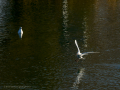 Gaviota reidora - Chroicocephalus ridibundus - Gavina vulgar