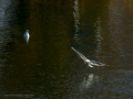 Gaviota reidora - Chroicocephalus ridibundus - Gavina vulgar