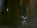 Gaviota reidora - Chroicocephalus ridibundus - Gavina vulgar