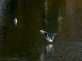 Gaviota reidora - Chroicocephalus ridibundus - Gavina vulgar