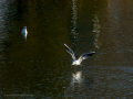 Gaviota reidora - Chroicocephalus ridibundus - Gavina vulgar