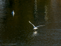 Gaviota reidora - Chroicocephalus ridibundus - Gavina vulgar