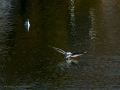 Gaviota reidora - Chroicocephalus ridibundus - Gavina vulgar