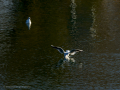 Gaviota reidora - Chroicocephalus ridibundus - Gavina vulgar