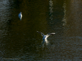 Gaviota reidora - Chroicocephalus ridibundus - Gavina vulgar