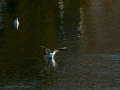 Gaviota reidora - Chroicocephalus ridibundus - Gavina vulgar
