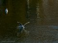 Gaviota reidora - Chroicocephalus ridibundus - Gavina vulgar