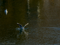 Gaviota reidora - Chroicocephalus ridibundus - Gavina vulgar