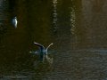 Gaviota reidora - Chroicocephalus ridibundus - Gavina vulgar