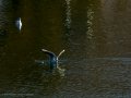 Gaviota reidora - Chroicocephalus ridibundus - Gavina vulgar