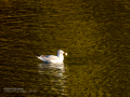 Gaviota reidora - Chroicocephalus ridibundus - Gavina vulgar