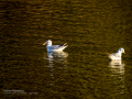 Gaviota reidora - Chroicocephalus ridibundus - Gavina vulgar