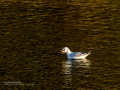 Gaviota reidora - Chroicocephalus ridibundus - Gavina vulgar