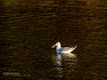Gaviota reidora - Chroicocephalus ridibundus - Gavina vulgar