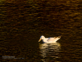 Gaviota reidora - Chroicocephalus ridibundus - Gavina vulgar