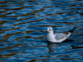 Gaviota reidora - Chroicocephalus ridibundus - Gavina vulgar