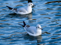 Gaviota reidora - Chroicocephalus ridibundus - Gavina vulgar