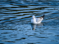 Gaviota reidora - Chroicocephalus ridibundus - Gavina vulgar