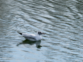Gaviota reidora - Chroicocephalus ridibundus - Gavina vulgar