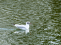 Gaviota reidora - Chroicocephalus ridibundus - Gavina vulgar