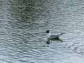 Gaviota reidora - Chroicocephalus ridibundus - Gavina vulgar