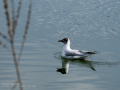 Gaviota reidora - Chroicocephalus ridibundus - Gavina vulgar