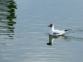 Gaviota reidora - Chroicocephalus ridibundus - Gavina vulgar
