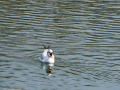 Gaviota reidora - Chroicocephalus ridibundus - Gavina vulgar