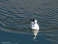Gaviota reidora - Chroicocephalus ridibundus - Gavina vulgar
