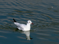 Gaviota reidora - Chroicocephalus ridibundus - Gavina vulgar