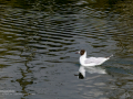 Gaviota reidora - Chroicocephalus ridibundus - Gavina vulgar