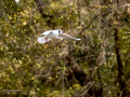 Gaviota reidora - Chroicocephalus ridibundus - Gavina vulgar