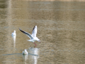 Gaviota reidora - Chroicocephalus ridibundus - Gavina vulgar