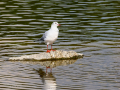 Gaviota reidora - Chroicocephalus ridibundus - Gavina vulgar