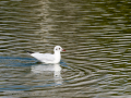 Gaviota reidora - Chroicocephalus ridibundus - Gavina vulgar