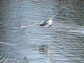 Gaviota reidora - Chroicocephalus ridibundus - Gavina vulgar