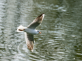 Gaviota reidora - Chroicocephalus ridibundus - Gavina vulgar