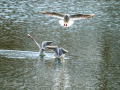 Gaviota reidora - Chroicocephalus ridibundus - Gavina vulgar