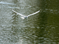 Gaviota reidora - Chroicocephalus ridibundus - Gavina vulgar
