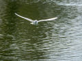 Gaviota reidora - Chroicocephalus ridibundus - Gavina vulgar